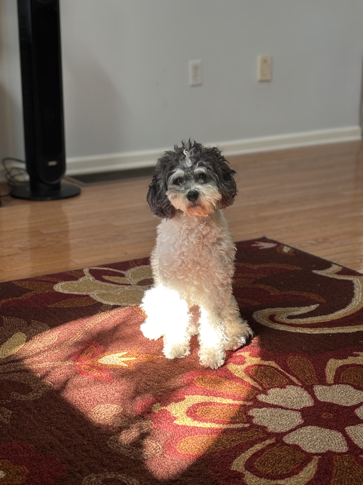 My dog, Oreo