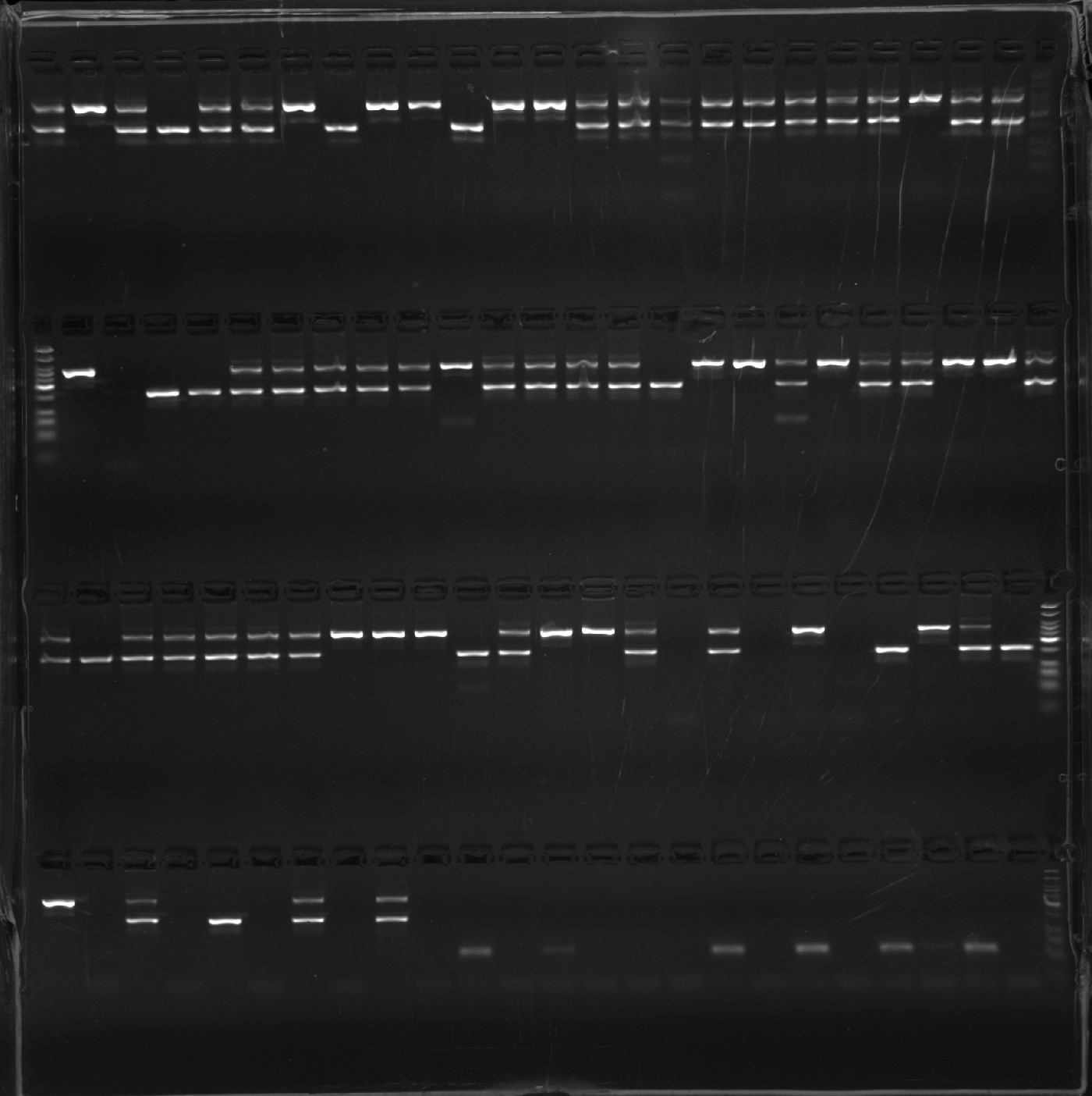 PCR gel of ARID1B zebrafish